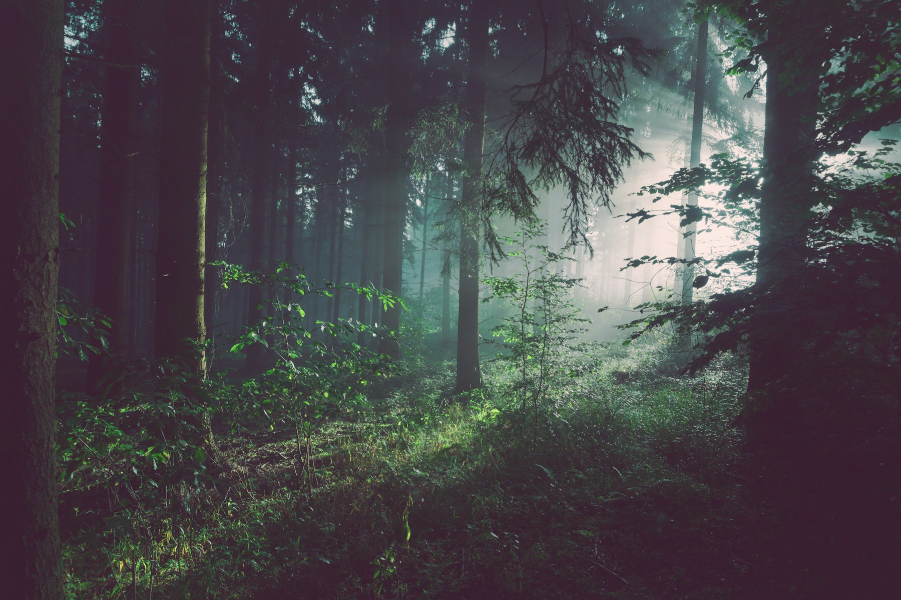 Old-growth forest canopy at dawn, Pacific Northwest
